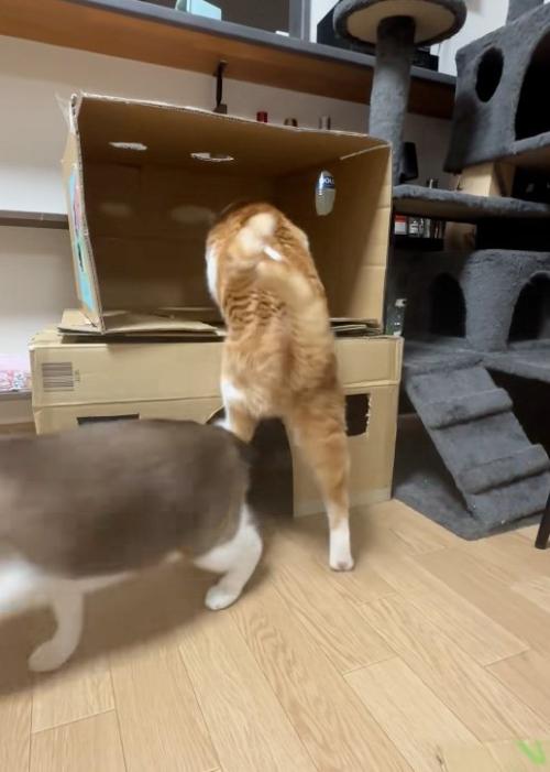 乗ろうとする猫
