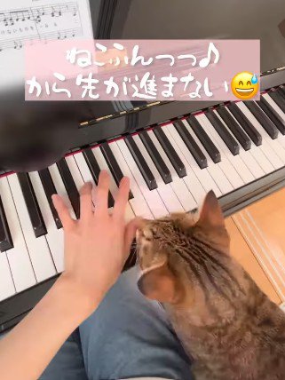 ピアノを弾く人と猫