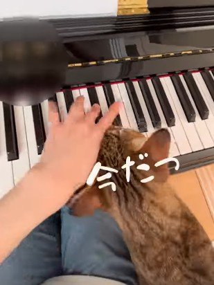 頭を手に寄せる猫