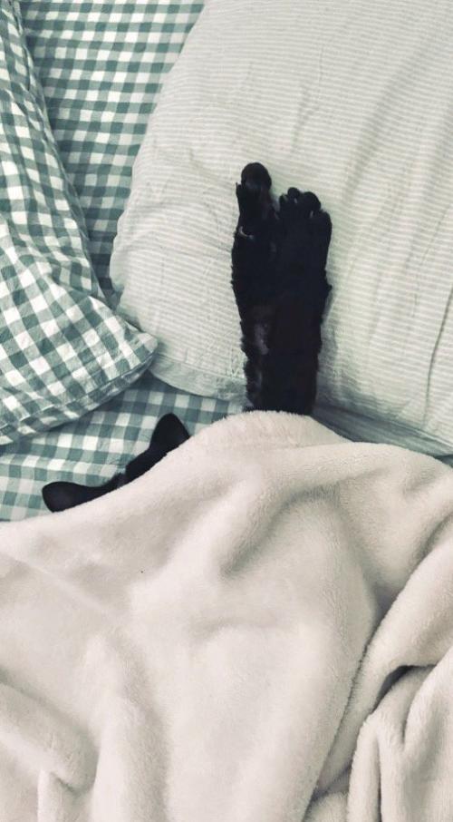 布団から前足を出して眠る猫
