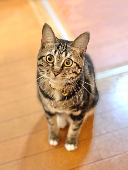 見上げる猫
