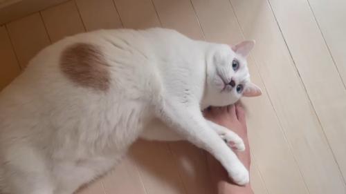 ゴロン