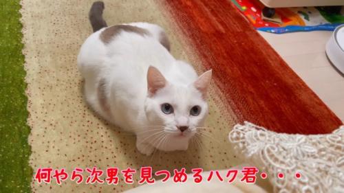 見つめる姿