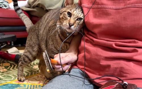 お母さんに甘える猫