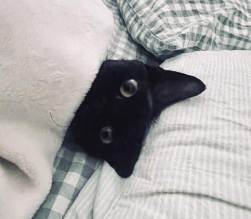 目覚めた飼い主を布団の中から見つめる猫