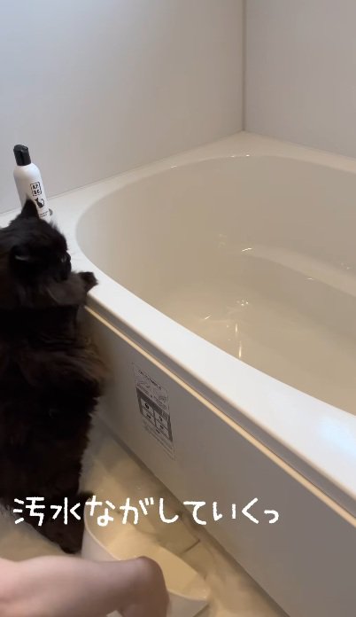 おふろでつかまり立ちをして洗われている黒猫