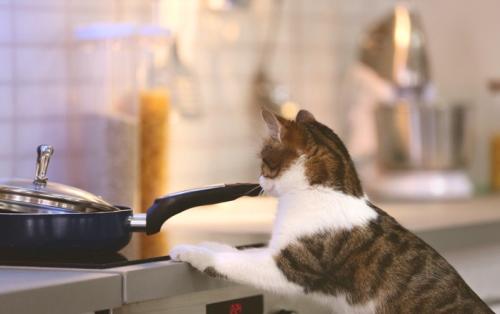 キッチンに乗る猫