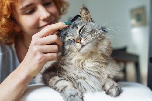 グルーミングされる猫