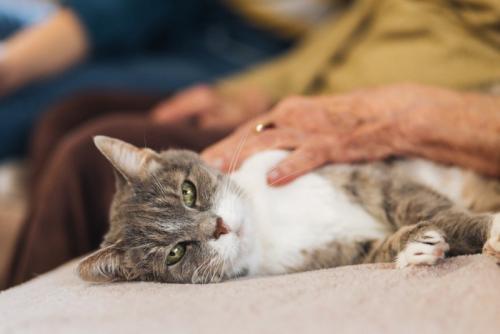 寝転んで撫でられている猫