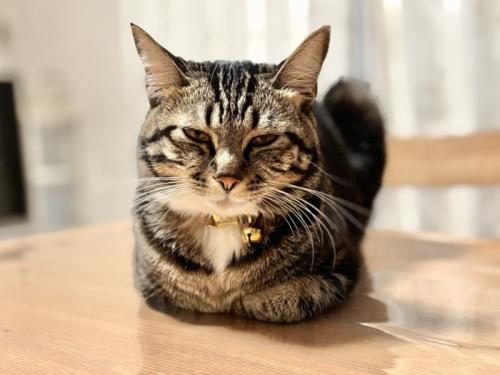 不機嫌そうな猫