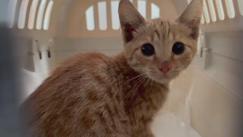 キャリーの中にいる子猫