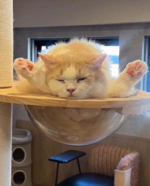 眠そうな猫