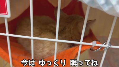 ハンモックで寝る子猫