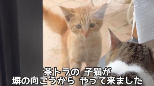 窓の外にいる子猫
