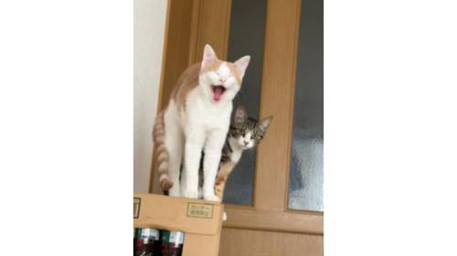 室内にいる猫