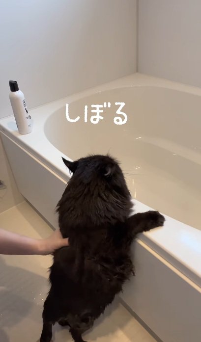 おふろでつかまり立ちをして洗われている黒猫