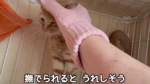 なでられる子猫