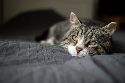 寝そべっている猫