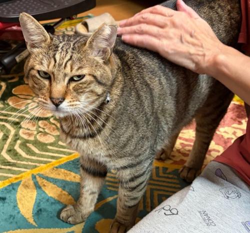 不満そうな猫