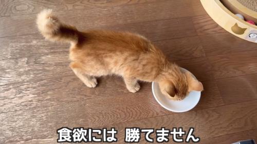 おやつを食べる子猫