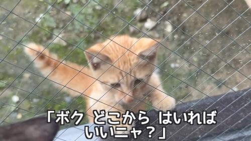 窓から中を見ている子猫