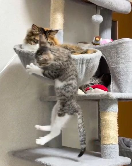 三毛猫が入るボウル型ベッドの縁につかまるキジトラ白の子猫