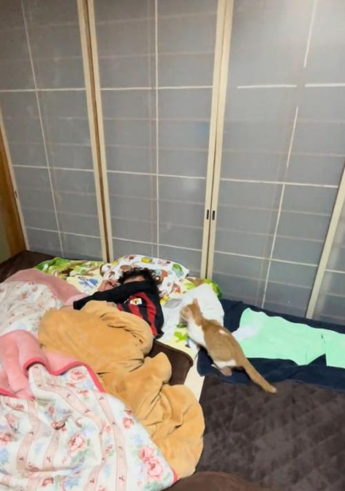 狙いを定める猫