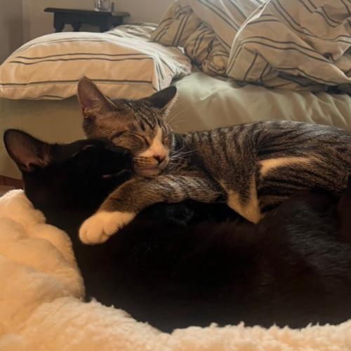 抱き合って寝る2匹の猫