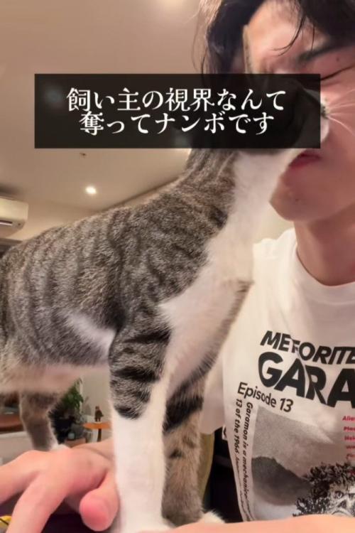 人の顔の前に立つ猫