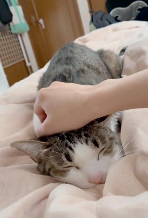眠りに落ちた猫