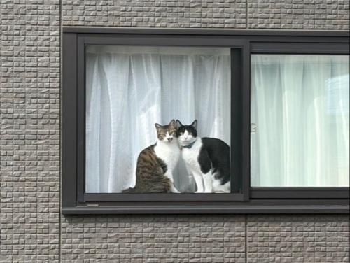 窓枠に写る2匹の寄り添う猫