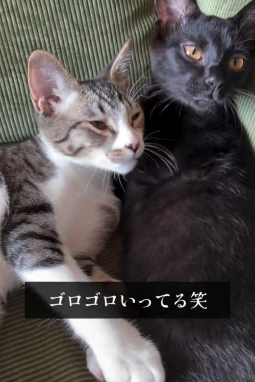 寄り添う2匹の猫