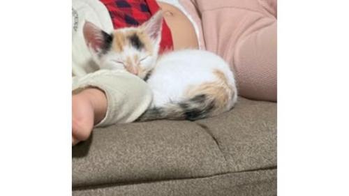 寝ている子猫