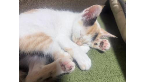寝ている子猫