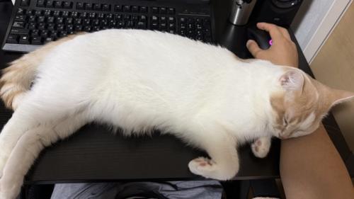 デスクに置かれている飼い主の手に頭を乗せて眠る猫