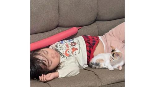 寝ている子猫
