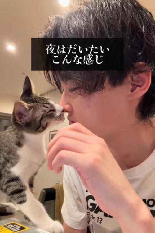 人の鼻に顔を近づける猫