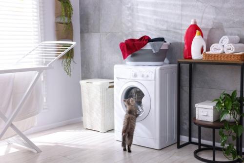 洗濯機を覗く猫
