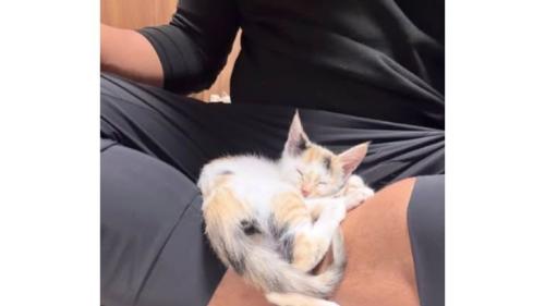 寝ている子猫