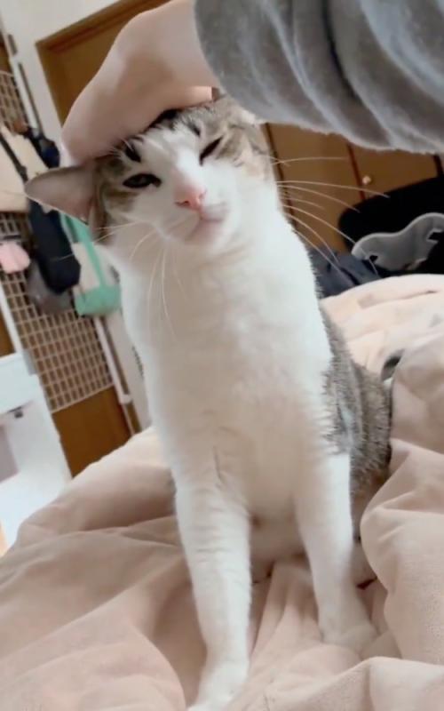 気持ちよさそうな猫