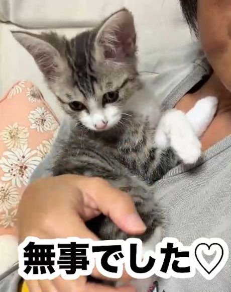 人の胸元に抱っこされるキジトラ白の子猫
