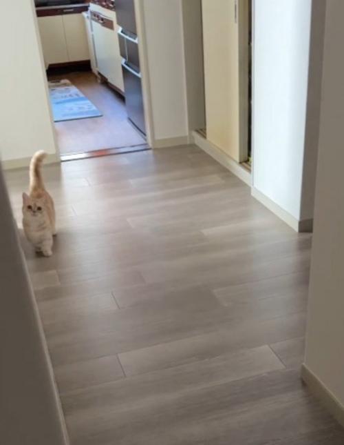 遠くにいる猫と目が合った飼い主