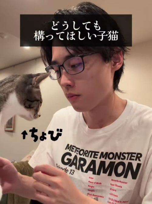 人の前にきた子猫
