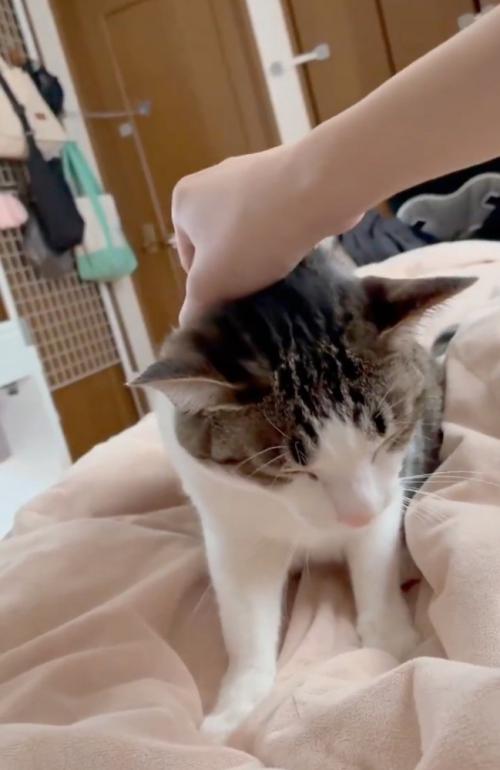 寝落ち寸前の猫