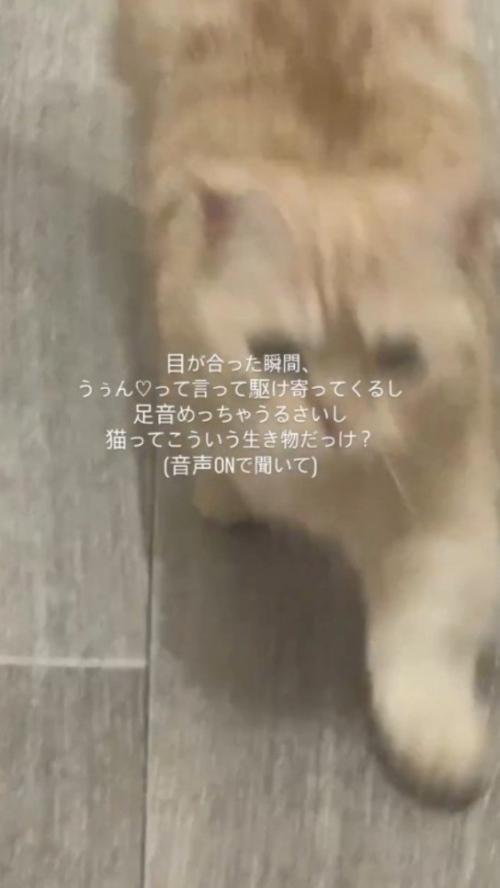 飼い主の足元に駆け寄る猫