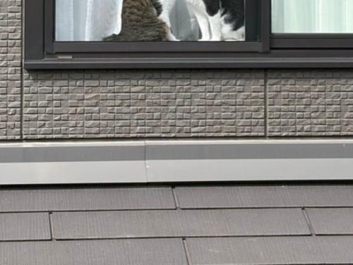 窓枠に見える2匹の猫の足元