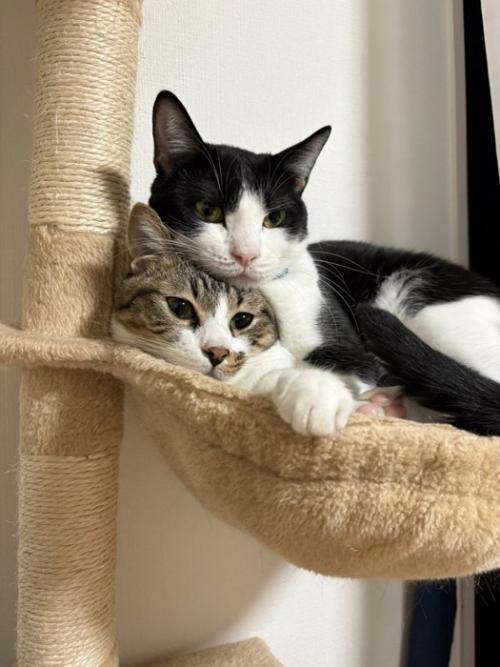 ハンモックに重なって入る2匹の猫