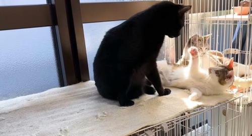 黒猫を引っ掻こうとする猫