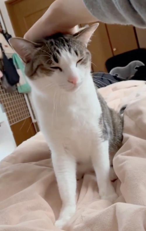 頭が下がっていく猫