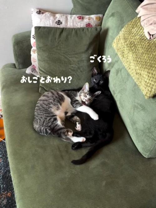 ソファーで寝てる2匹の猫